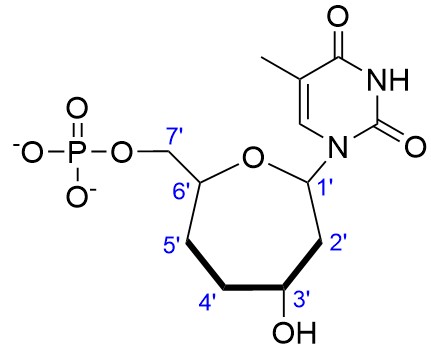3-7-oxepane-thymine